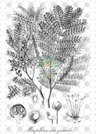 Image result for Macphersonia