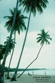 Image result for Cocos nucifera