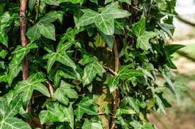Morning glory (ipomoea sp.) morning glory is one of the easiest climbers to grow. 10 Perennial Vines For Shady Areas