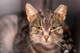 Any time there's an unexplained discharge, you need to get the cat to the vet. Feline Infectious Peritonitis Causes Symptoms Treatment All About Cats