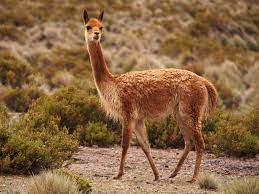 Vicuña publicó una foto en blanco y negro, donde se mostró afeitándose la barba. A Brief History Of Vicuna Wool