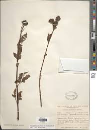 Image result for Bidens kilimandscharica
