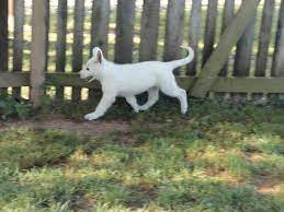Click here to view german shepherd dogs in ohio for adoption. 7 Week Old White German Shepherd Puppy From Www Guardianangelshepherds2 Com White German Shepherd White Shepherd German Shepherd Breeders