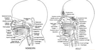 Dysphagia Pediatric Anatomy And Physiology Of Swallowing P1 Flashcards Anatomy And Physiology Pediatrics Physiology