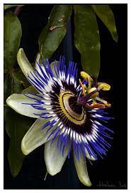 Passion Flower Vine Edible Landscaping Passion Flower Unusual Flowers Blue Passion Flower