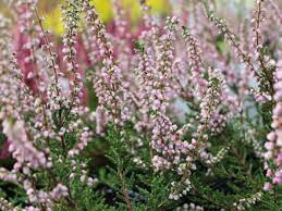 Вереск обыкновенный (calluna vulgaris l.). Veresk Posadka I Uhod V Otkrytom Grunte Vidy I Sorta S Foto