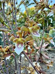 Image result for Eulophia clitellifera