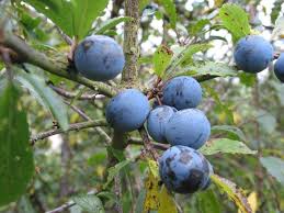 We did not find results for: Blackthorn Prunus Spinosa How To Identify A Guide From Tcv