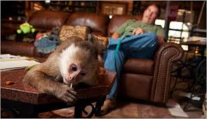 How to get rid of monkeys in your garden. Sharing Your Home With A Primate Or If A Cat Just Isn T Enough The New York Times