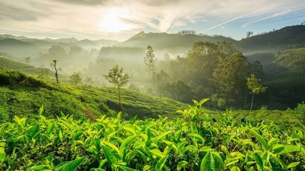 Südindien △ Rundreise u.a. in Kerala | 15 Tage | DIAMIR