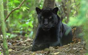 Maybe you would like to learn more about one of these? Pin By Michele Carpenter On Natuur Wild Cats Animals Beautiful Animals Wild