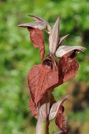 Image result for Thunbergianthus ruwenzoriensis