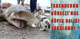 Iskenderun Korfezi Nde Kopek Baligi Yasam Hatay