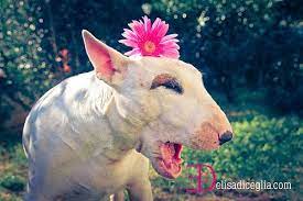 Ciro Bull Terrier Bull Terrier English Bull Terriers Bull Terrier Dog