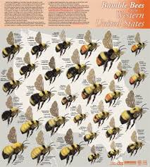 Bees Of The Western United States From Pollinator