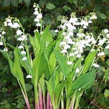 Convallaria Majalis Bordeaux Lily Of The Valley Sugar Creek Gardens