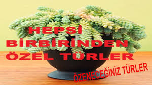 Sichern sie sich jetzt das testsieger aktiendepot. Perlitnedir Perlitneiseyarar Perlit Vermiculite Topraksiz Tarim Perlite Potting Mix Youtube
