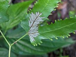 Image result for Lygodiaceae