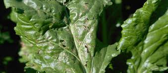 Grow beets in spring and fall in warm summer regions, in beets for greens can be cut early when the leaves are young and tender. Cercospora Leaf Spot Of Vegetables University Of Maryland Extension