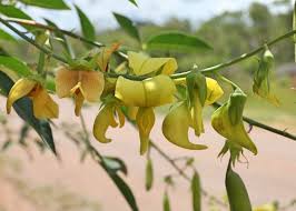 Image result for Crotalaria laburnifolia