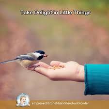 10 Tips For Hand Feeding Wild Birds Empress Of Dirt Garden Quotes Wild Birds Flower Garden