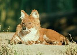 Wallacea has a total of 223 native mammal species. Dhole Dog Original Indonesian Forests Live Top