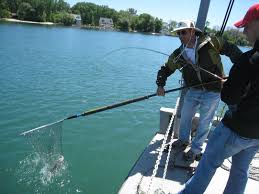 Just one meal of caught fish per year is a significant dose of PFAS