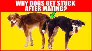 Why Dogs Get Stuck After Mating Breeding Process Explained Youtube