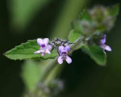 Image result for Mesosphaerum suaveolens