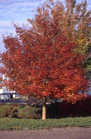 In comparison to a related sister cultivar, norwegian sunset™, it is slightly shorter, has a finer branch structure, is more. Andre Briant The European Specialist Of Ornamental Young Plants Welcome Variety Range Access To Varieties Ornamental Trees