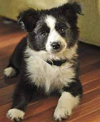 Pin On Border Collie Photos