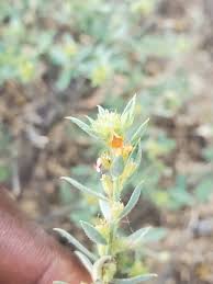 Image result for Indigofera pulchra
