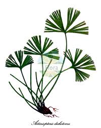 Image result for Pteridaceae