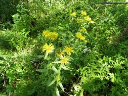 Image result for Pentanema