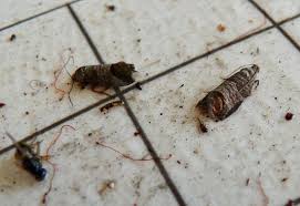 Pheromone traps, black light traps, and homemade traps. The Food Garden Group Outsmarting The Codling Moth