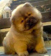 Have Fun With Dogs That Look Like Bears Hellow Dog Puppies Cute Puppies Images Chow Chow Puppy