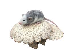 Over 73 hamster png images are found on vippng. Sweetnspicegirl Animals Png Witch