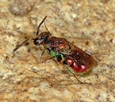 Image result for Hedythyrsus