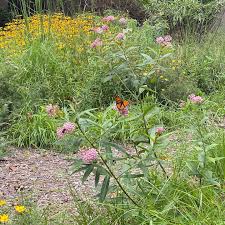 Image result for Asclepias aurea