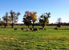 They love to graze on grass in groups. All Grass Farms Localharvest