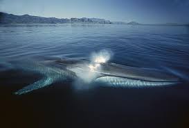 Fin Whale Endangered