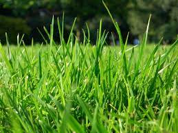 4.4 out of 5 stars 78. The Best Grass For Sacramento Lawns Bell Sod Hydroseed