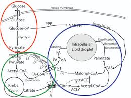 So, basically low carb means avoiding not just processed sugar, but also other foods heavy with carbohydrates like wheat bread, most fruits, and pasta. How Long Does It Take To Convert Food Into Fat Medical Sciences Stack Exchange