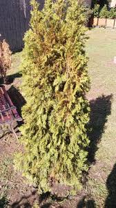 Image result for thuja drying out dead dried symptoms)