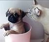 Are Pugs Good with Cats? - Crazy Pet Guy