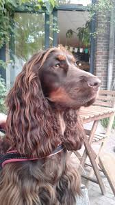 English Cocker Spaniel The Beautiful Chocolat Caramel Bichinho De Estimacao Estimacao