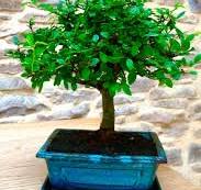 Chinese Elm Bonsai Trees for Sale | Ulmus Parvifolia