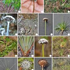 Image result for Syngonanthus longibracteatus
