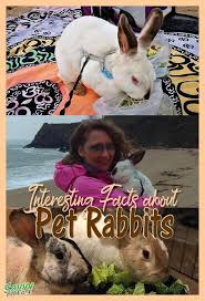 Check spelling or type a new query. Pin On Bunnies
