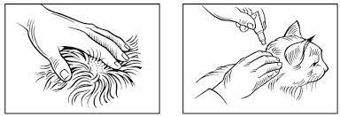 We did not find results for: Advantage Multi For Cats Imidacloprid Moxidectin Topical Solution